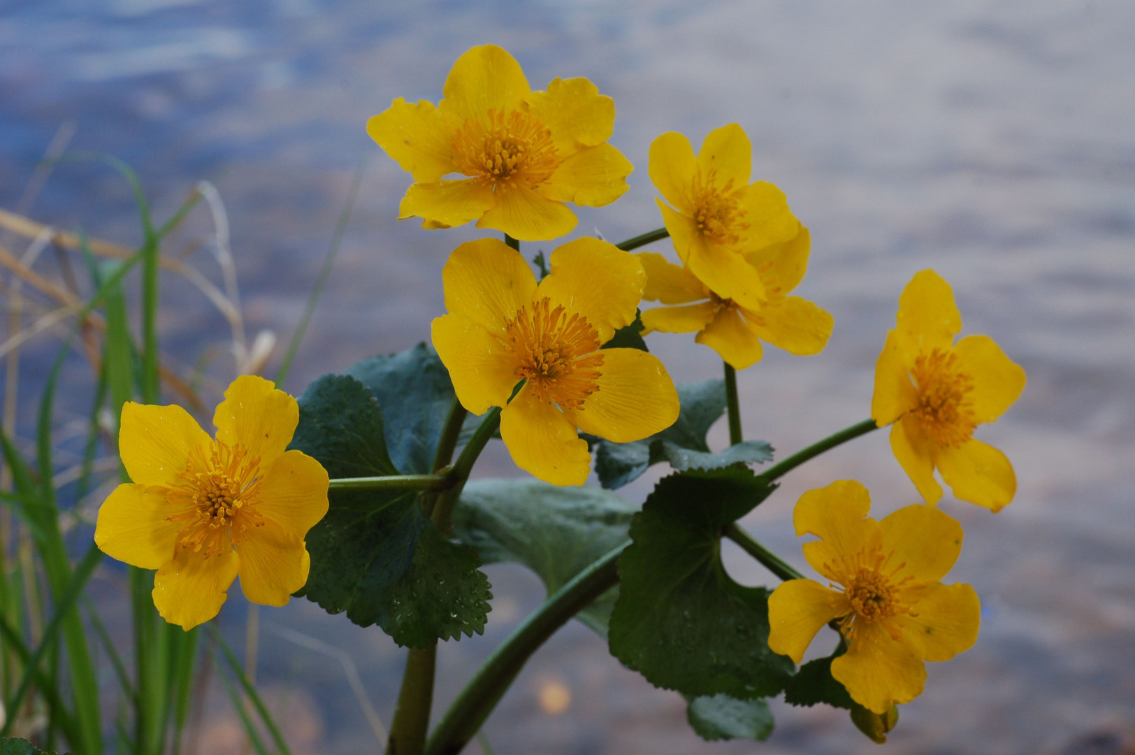 Caltha palustris