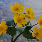 Caltha palustris