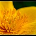 Caltha palustris