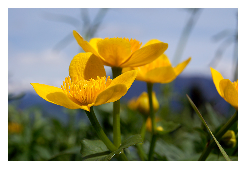 Caltha palustris