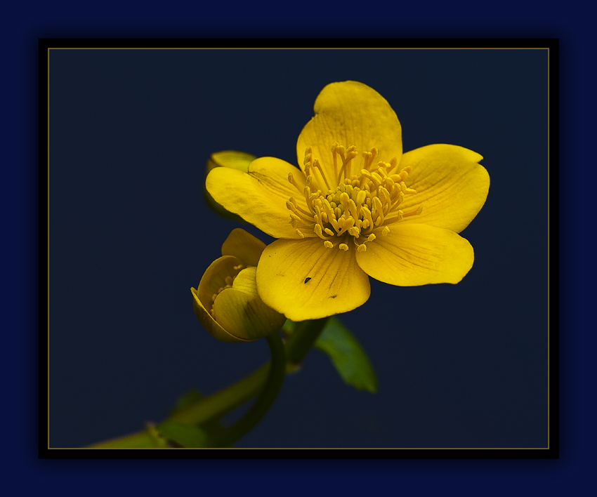 Caltha palustris...