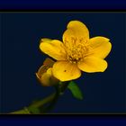 Caltha palustris...