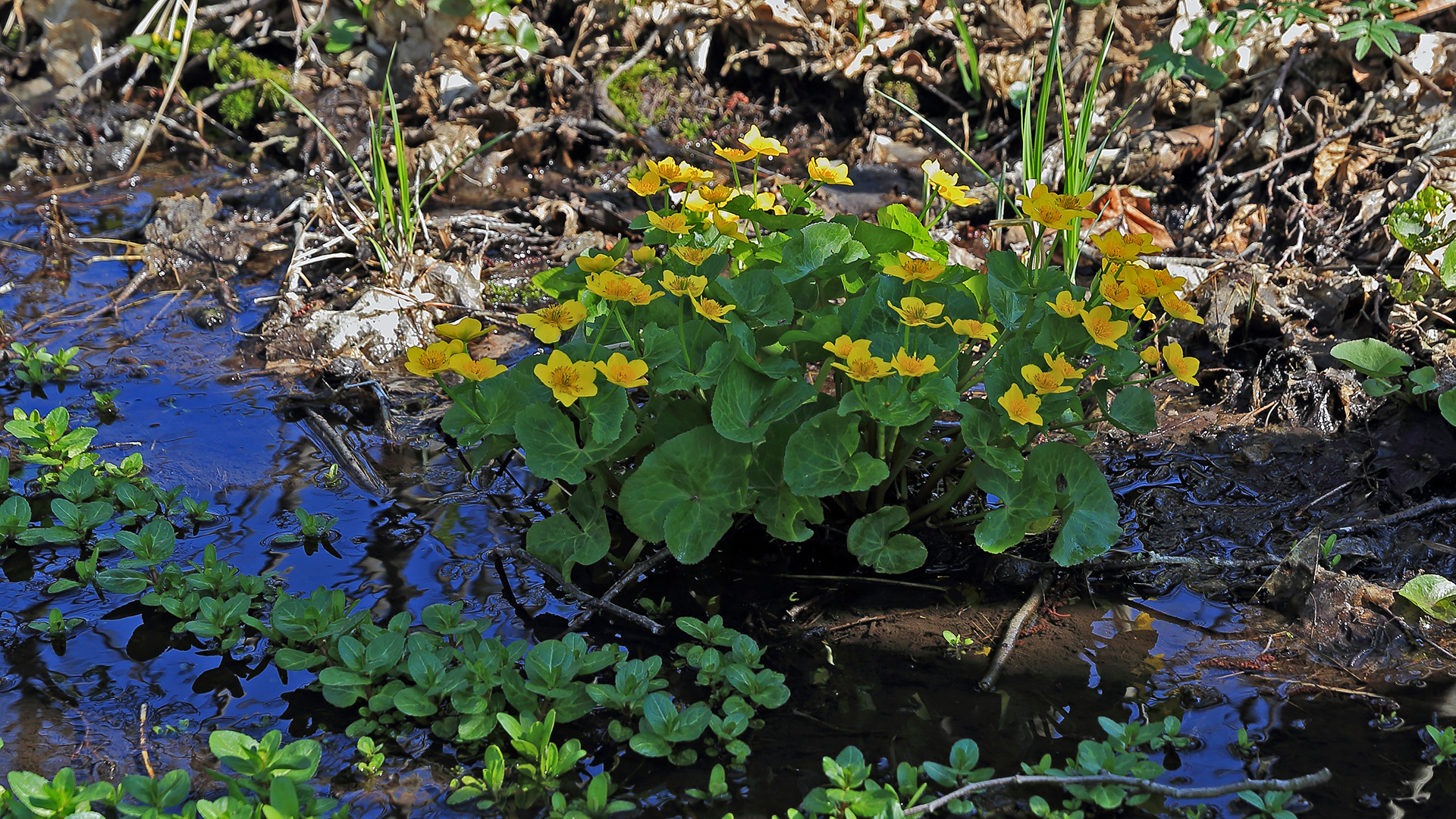 Caltha palustris am Naturstanort in einem kleinen Wasserlauf im Böhmischen Mittelgebirge...