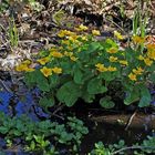 Caltha palustris am Naturstanort in einem kleinen Wasserlauf im Böhmischen Mittelgebirge...