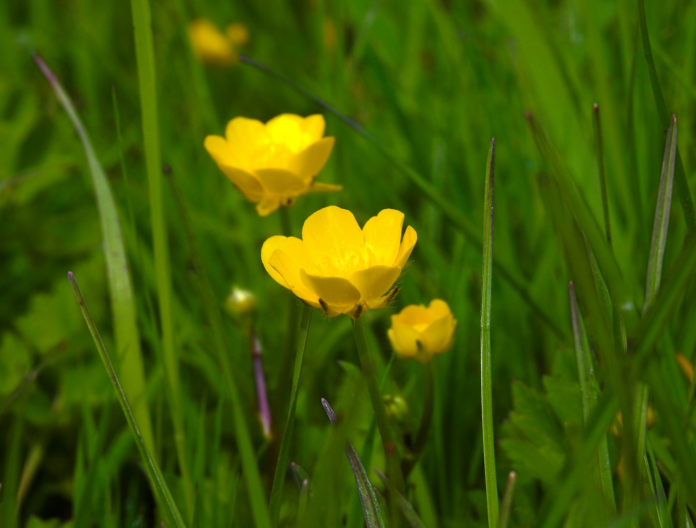  Caltha palustris