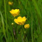  Caltha palustris