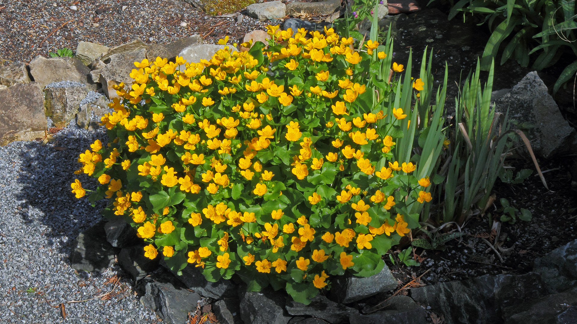 Caltha palustris, die prächtige Sumpfdotterblume...