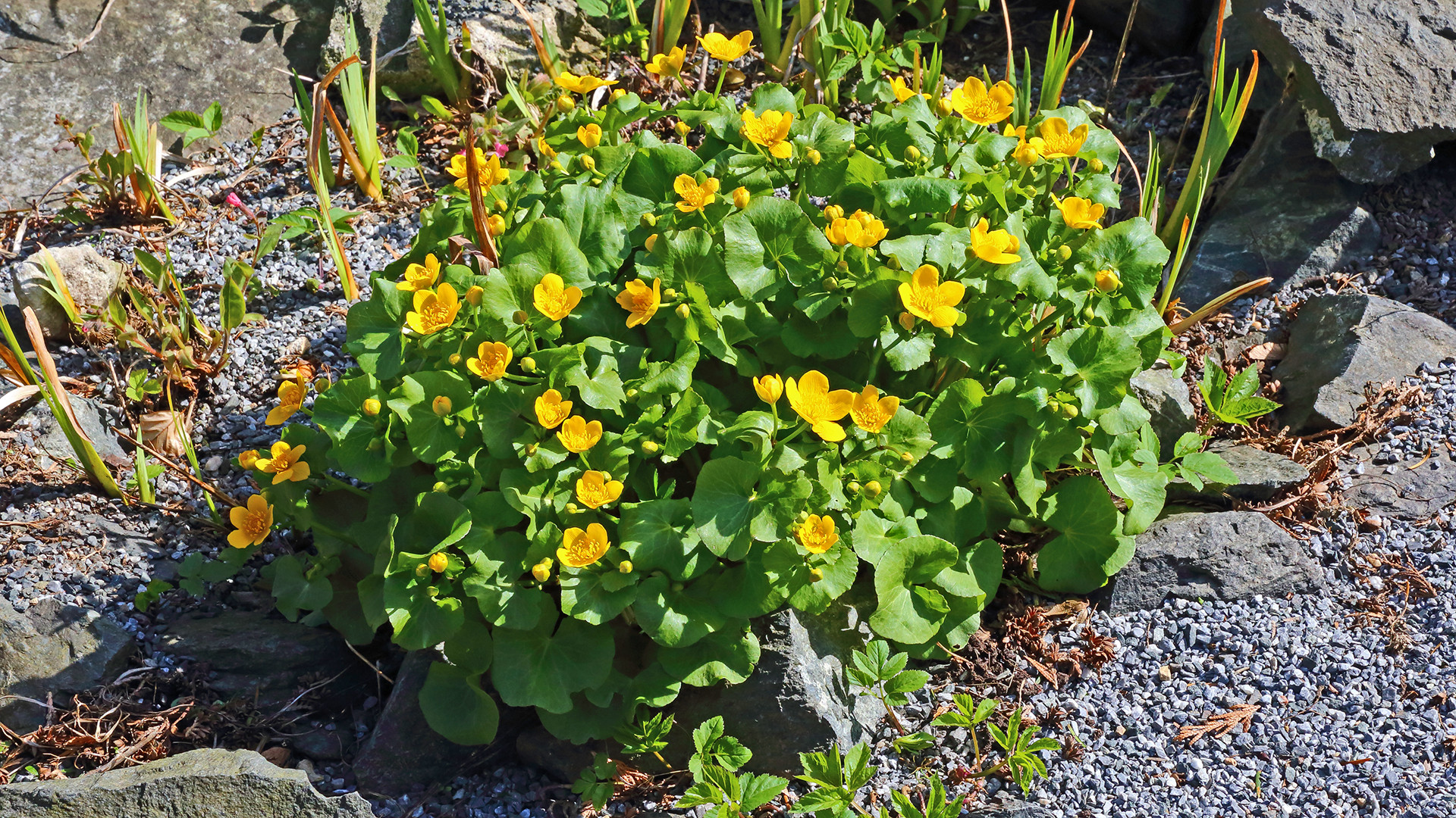 Caltha palustris die  S u m p f d o t t e r b l u m e, die aktuell...