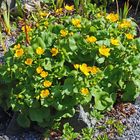 Caltha palustris die  S u m p f d o t t e r b l u m e, die aktuell...