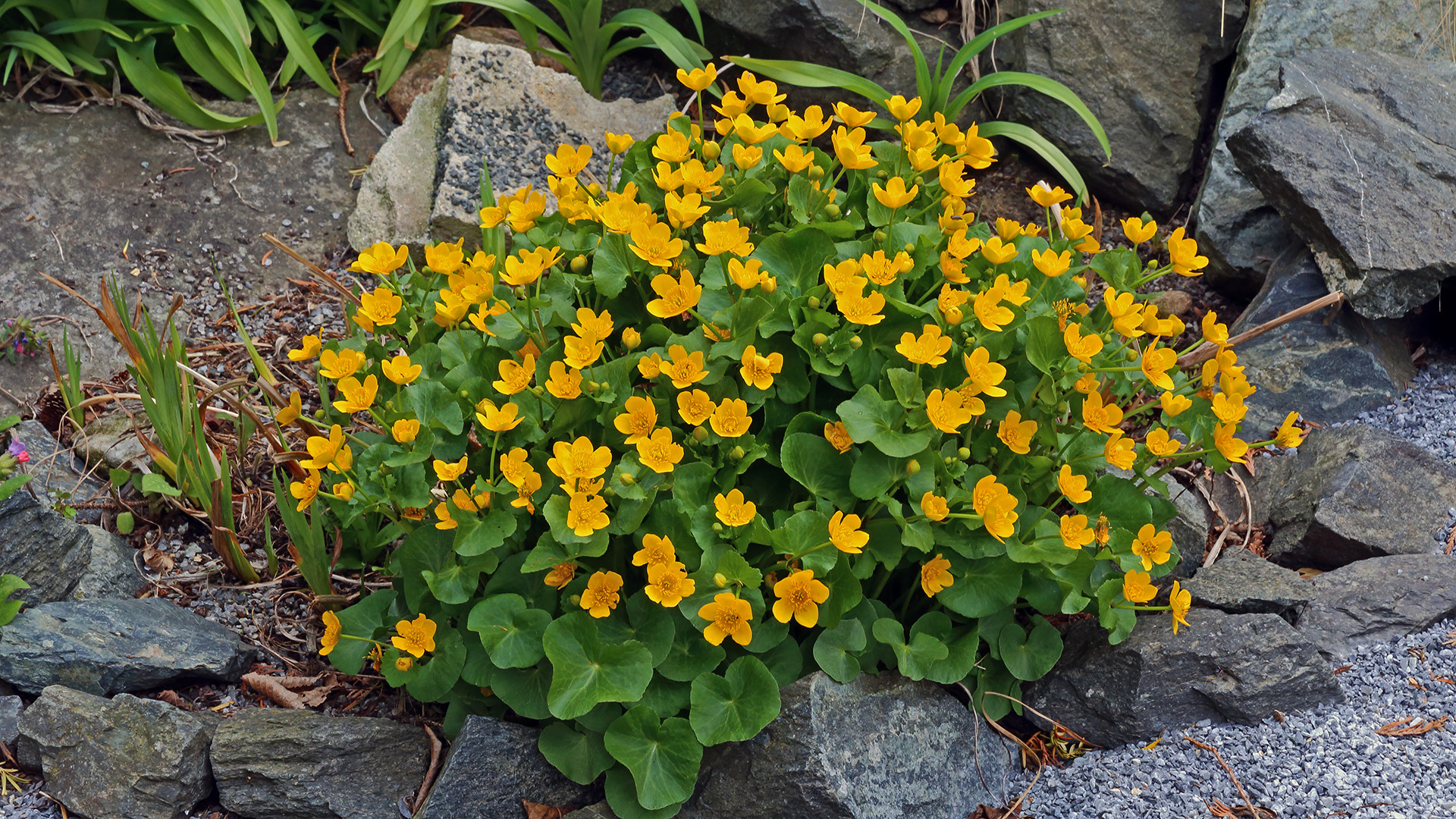 Caltha palustris - die Sumpfdotterblume im Garten...