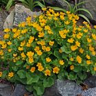 Caltha palustris - die Sumpfdotterblume im Garten...