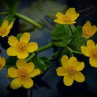 Caltha palustris