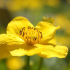 Caltha palustris