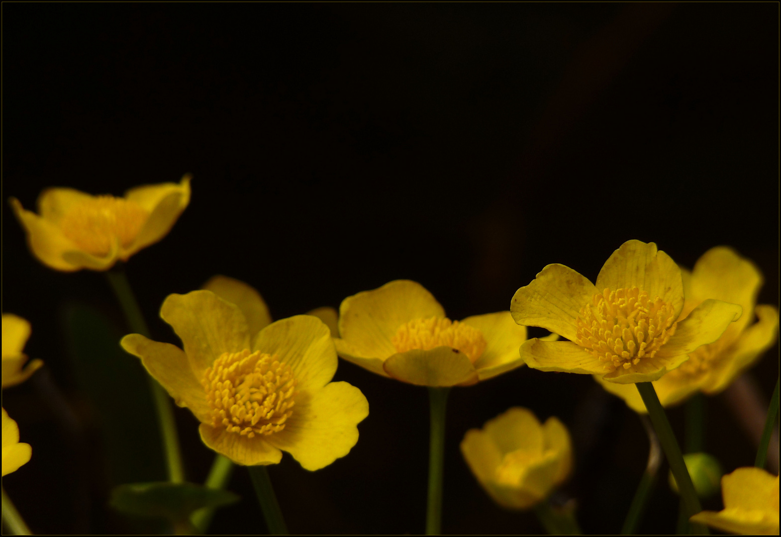 Caltha palustris