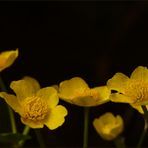 Caltha palustris