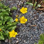 Caltha palustris - Sumpf-Dotterblume