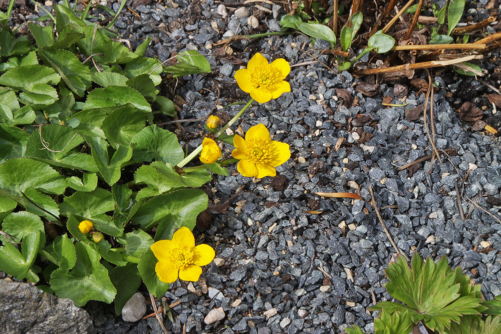 Caltha palustris - Sumpf-Dotterblume