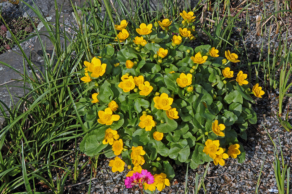 Caltha palustris - Sumpfdotterblume