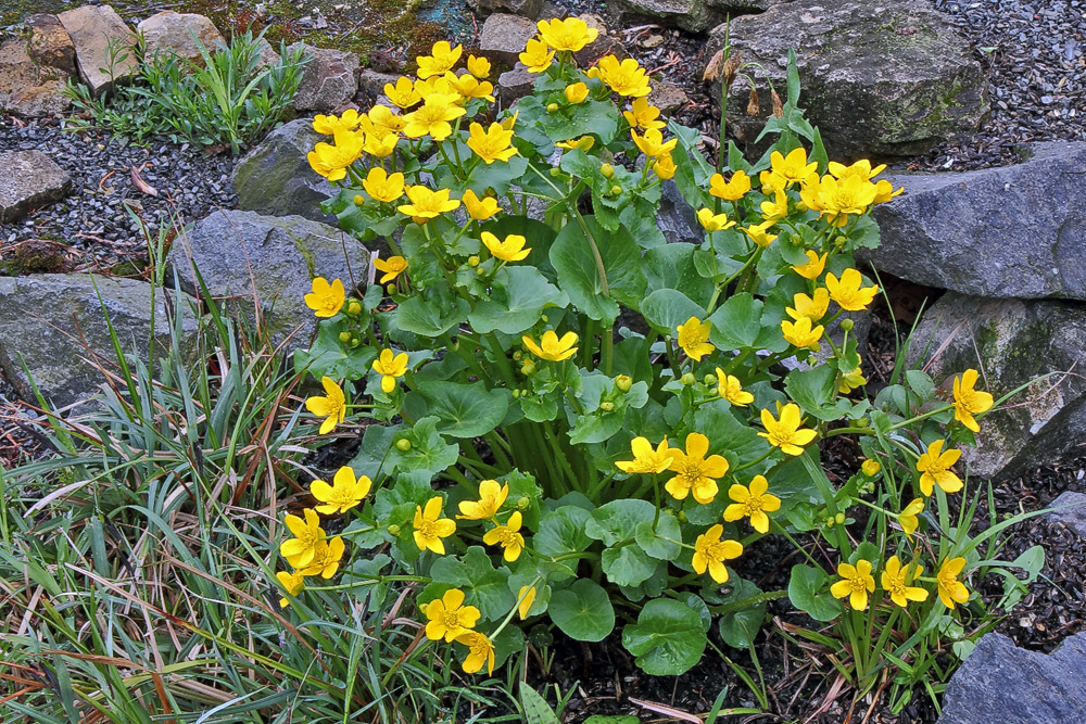 Caltha palustris - Sumpfdotterblume