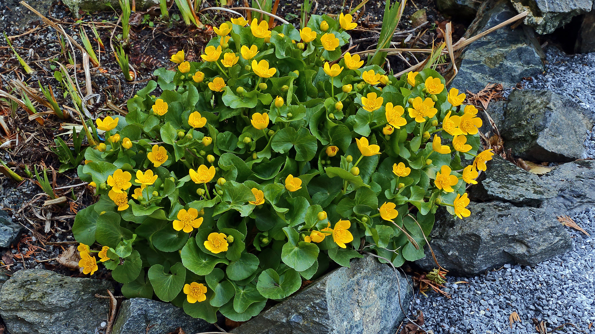 Caltha palustris - Sumpfdotterblume erfreute uns wieder...