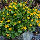 Caltha palustris - Sumpfdotterblume erfreute uns wieder...