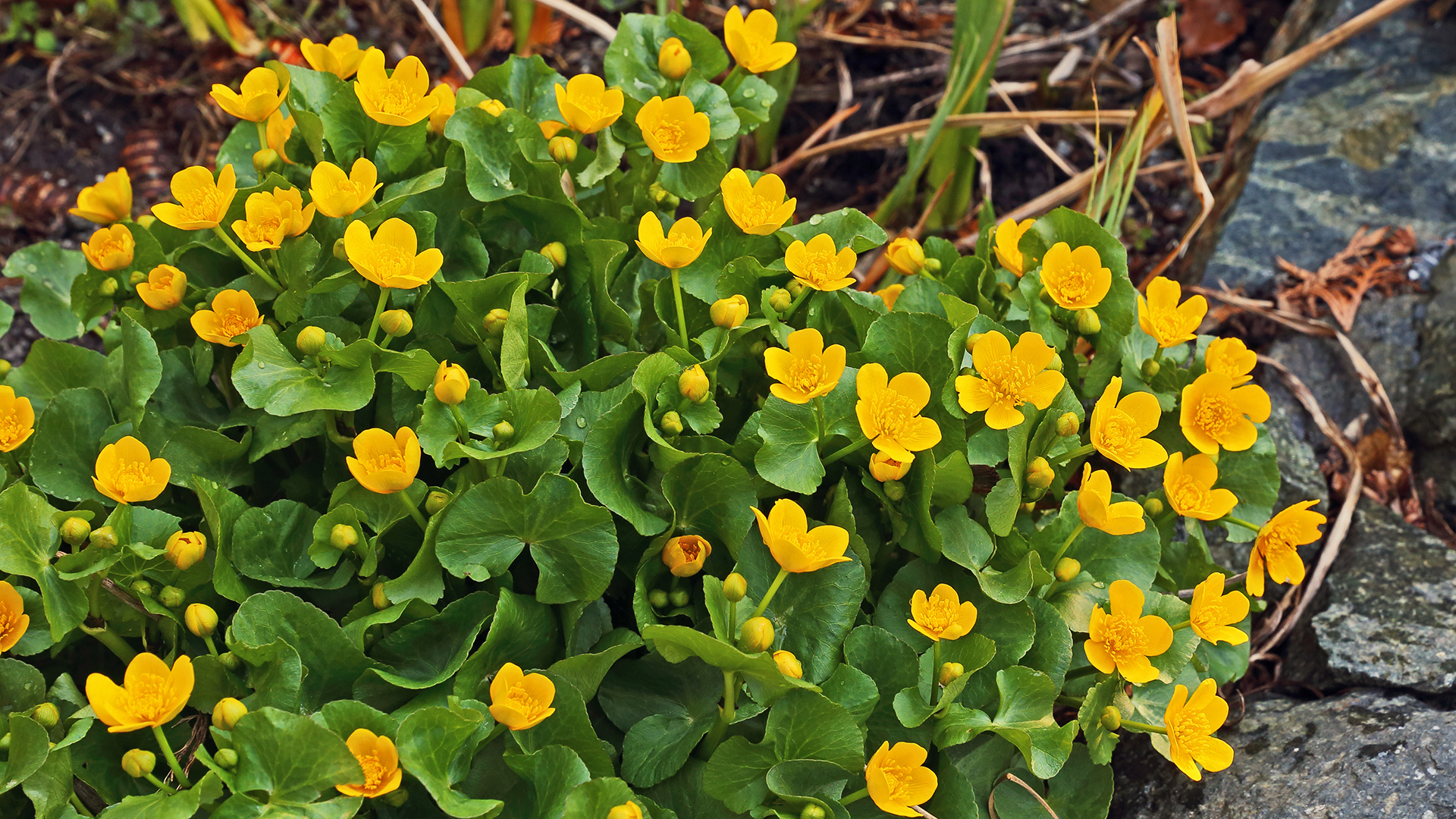 Caltha palustris-Sumpfdotterblume in einem selbstangelegtem Sumpfbiotop