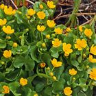 Caltha palustris-Sumpfdotterblume in einem selbstangelegtem Sumpfbiotop