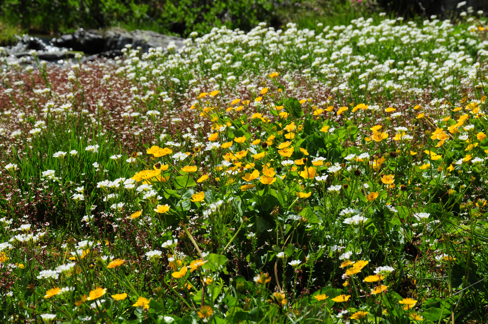 Caltha palustris vs. Leucanthemopsis alpina, Zirbitzkogel