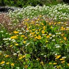 Caltha palustris vs. Leucanthemopsis alpina, Zirbitzkogel