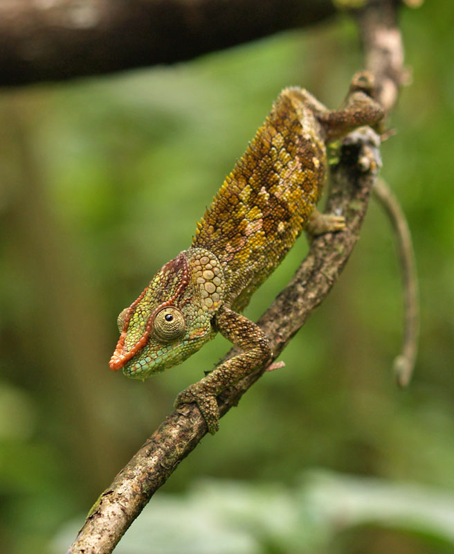 Calumma brevicornis