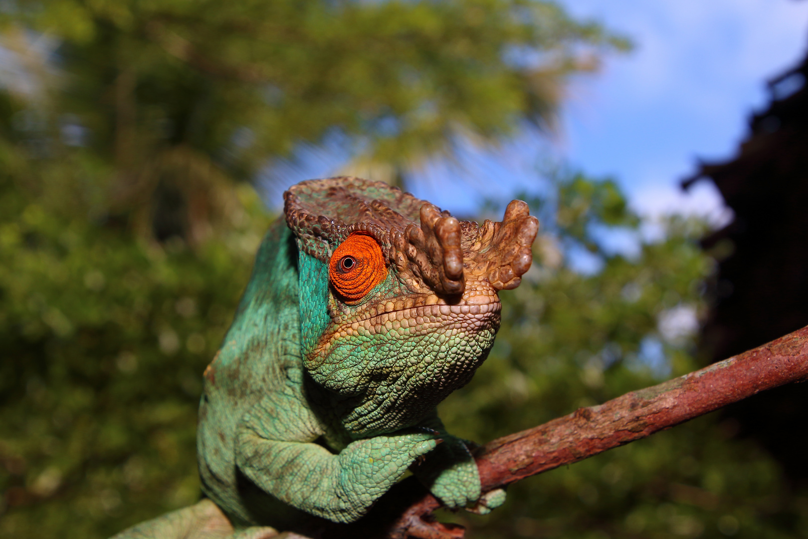 Calumma parsonii, Madagaskar