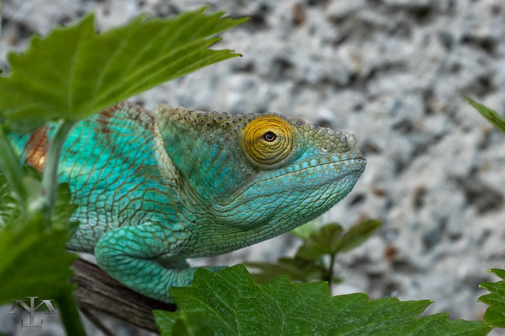 Calumma Parsonii Orange eye