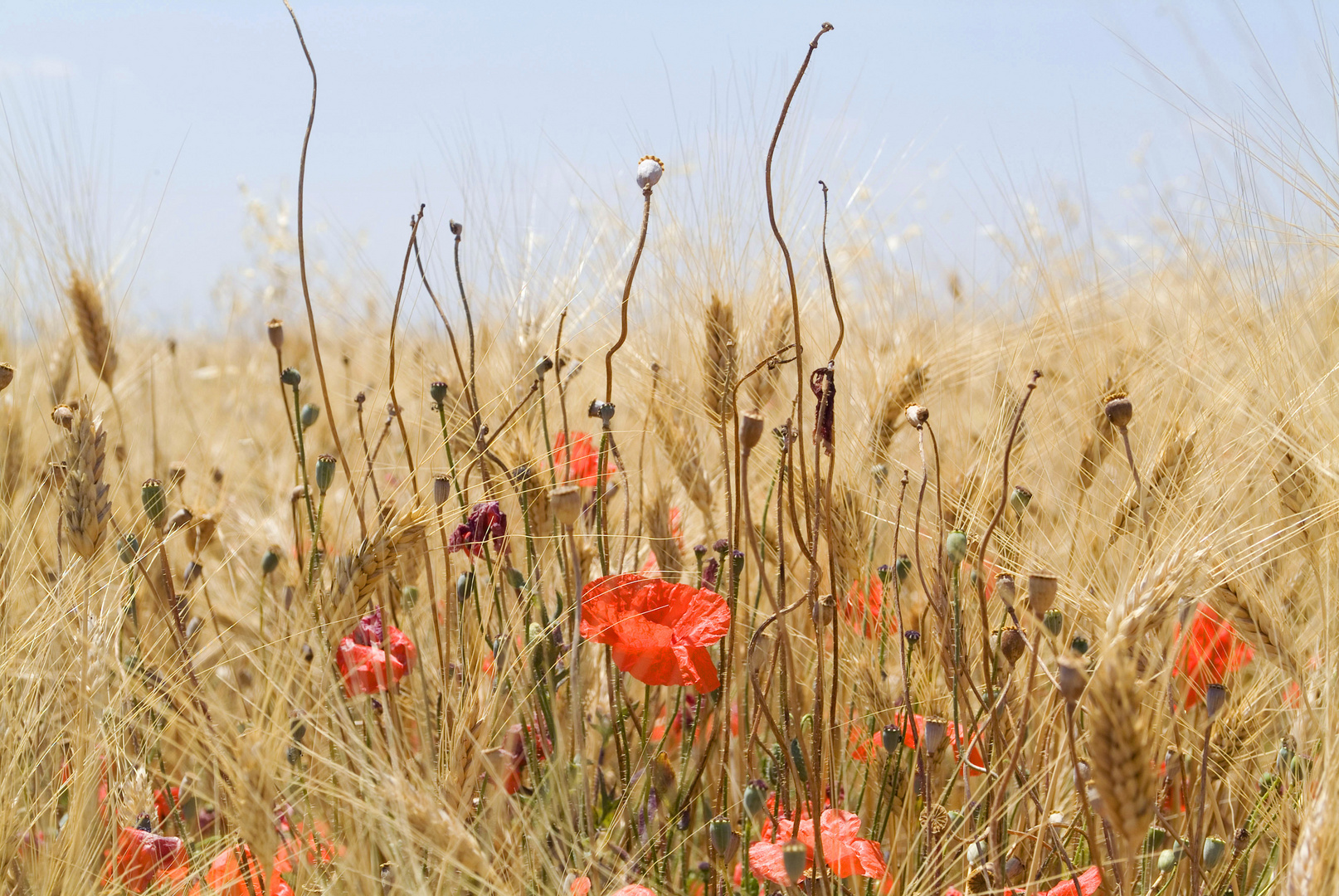 CALURIA ESTIVA------------------------ore 14,30 Puglia -Italia