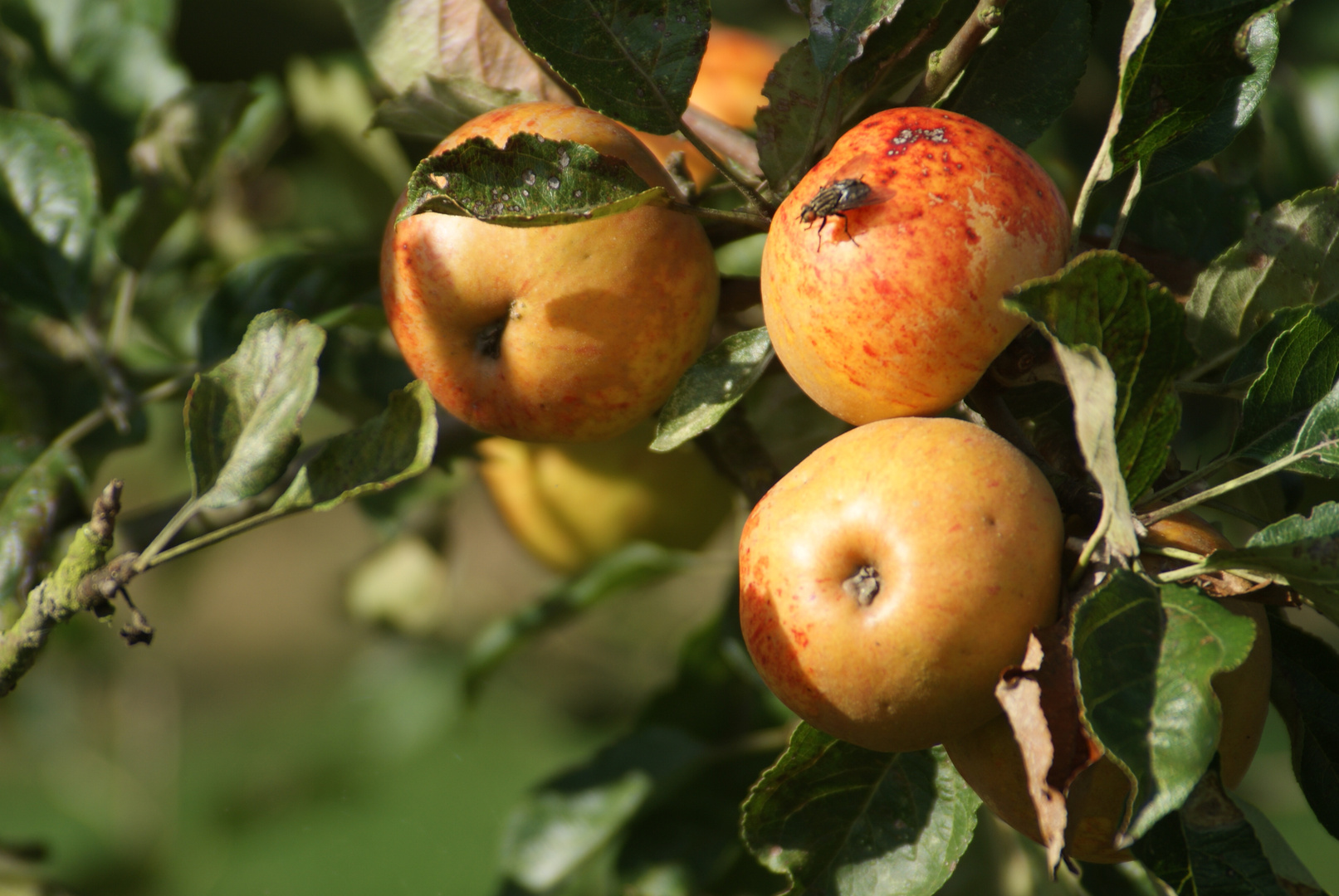 Calvados Äpfel