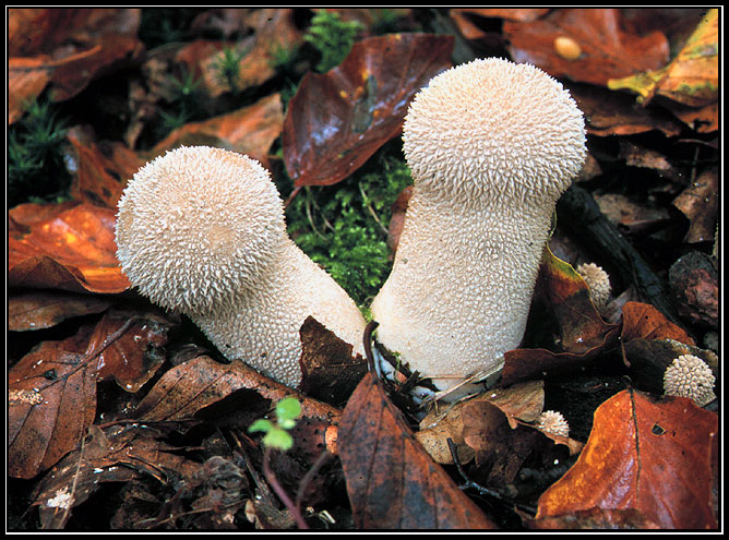 Calvatia excipuliformis