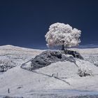 Calverbühl [IR]