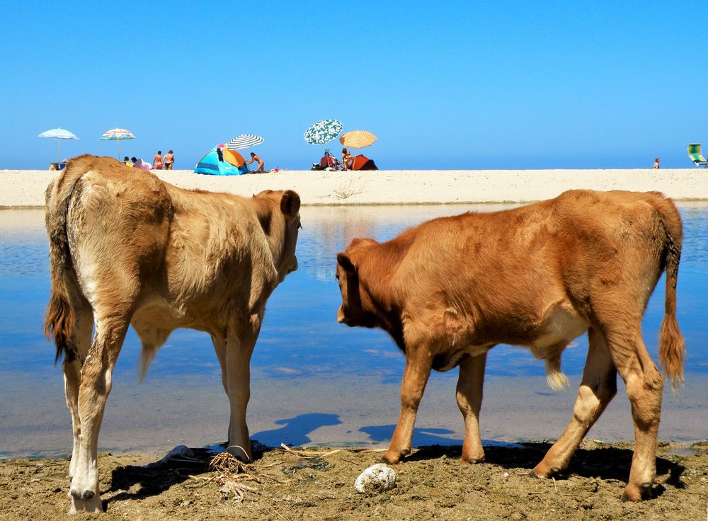 calves on the beach