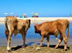 calves on the beach