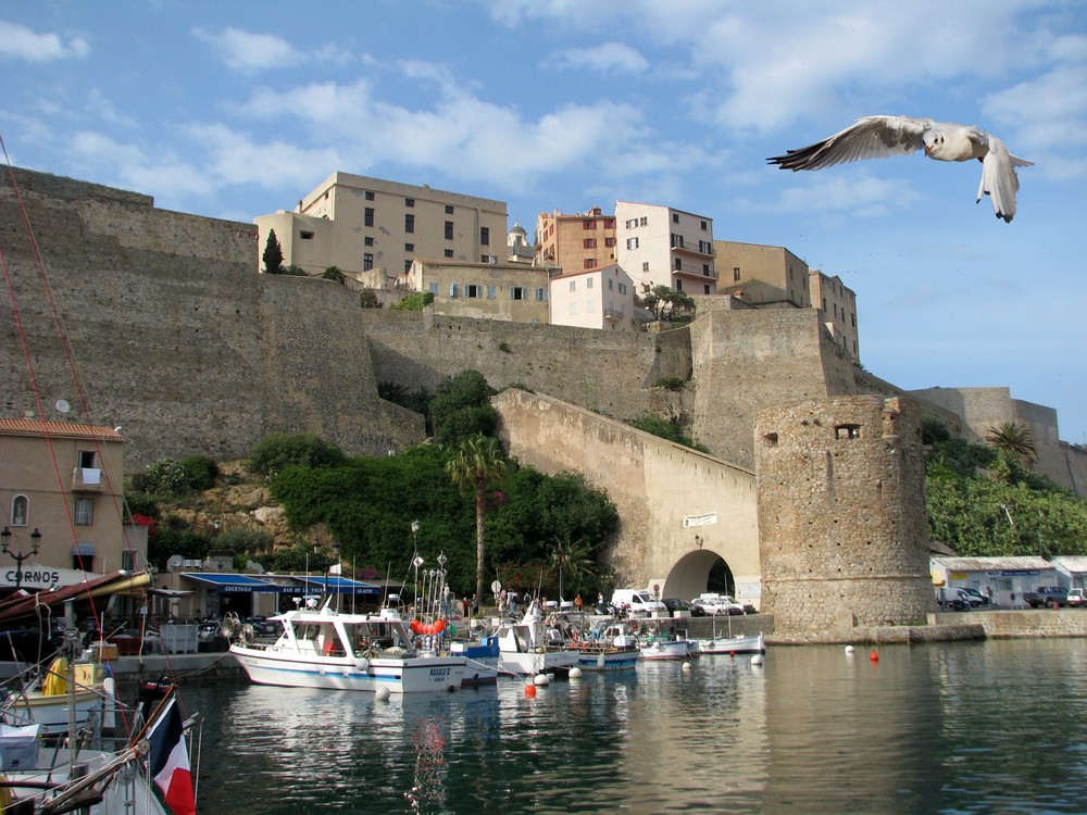 calvi la divine