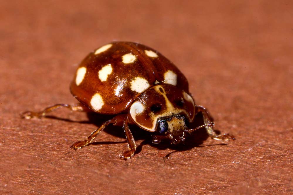 Calvia quatuordecimguttata