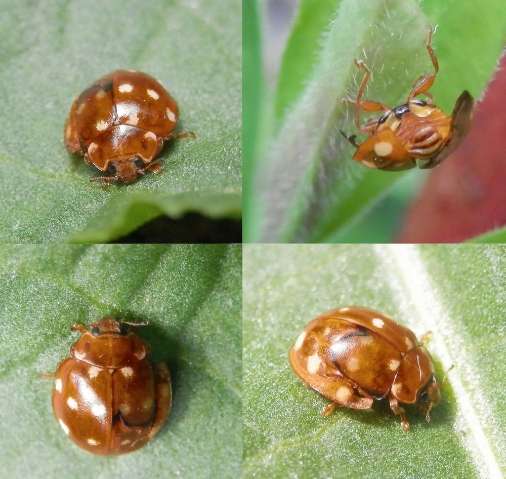 Calvia quatuordecimguttata - Verschiedene Ansichten