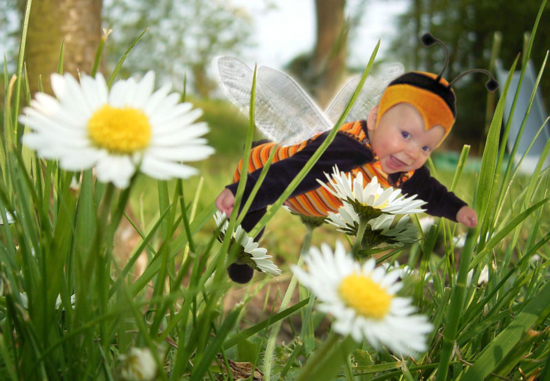 Calvin-Linus the Bumblebee