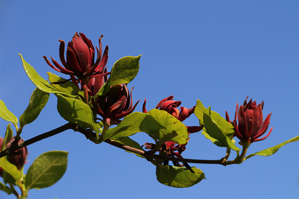 Calycanthus floridus