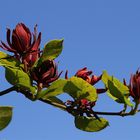 Calycanthus floridus