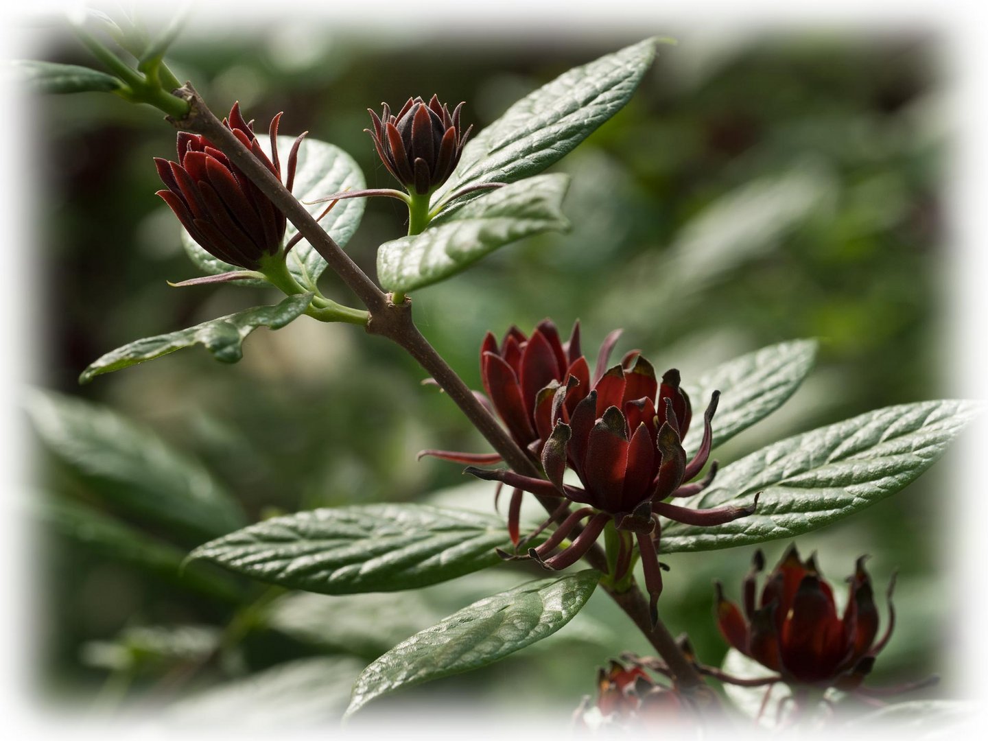 Calycanthus floridus