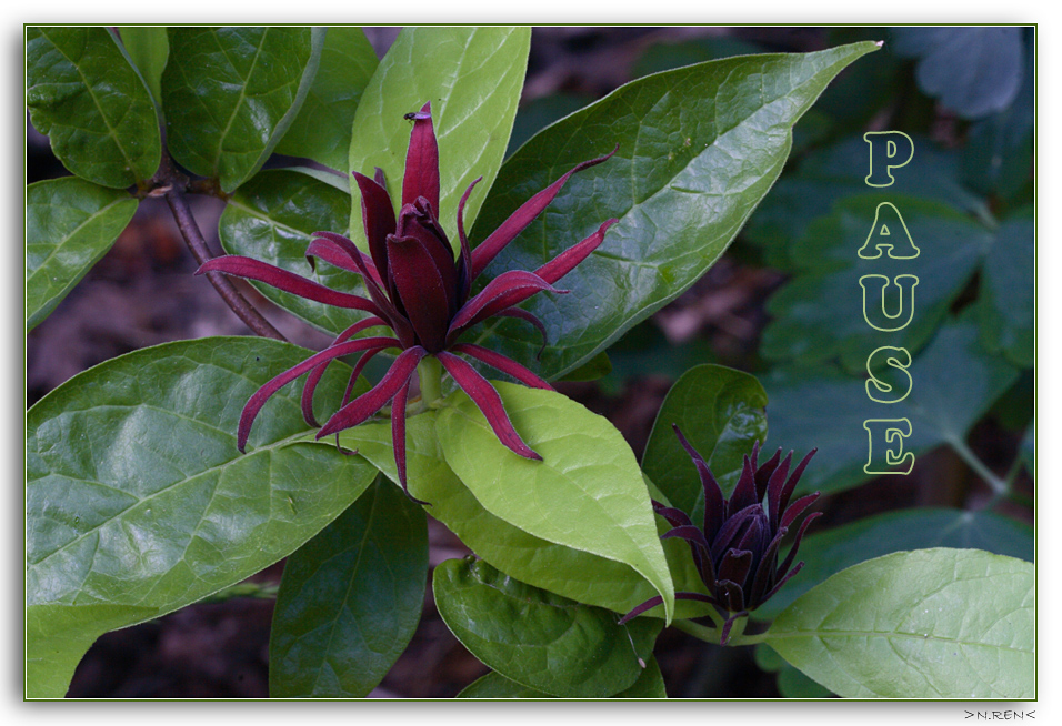 Calycanthus floridus, der Gewürzstrauch