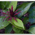 Calycanthus floridus, der Gewürzstrauch