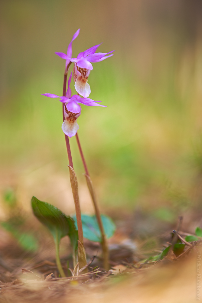 Calypso bulbosa