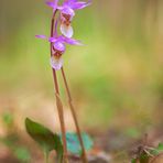 Calypso bulbosa