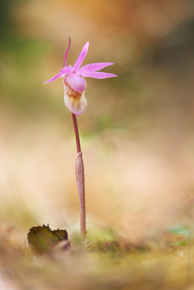 Calypso bulbosa